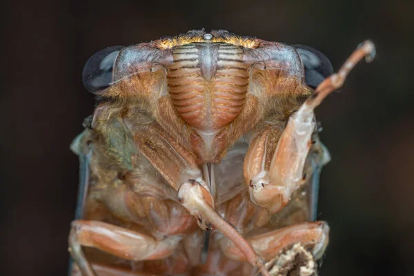 Natura Dzika Przyroda Makro Obraz Cicada Głębokiej Dżungli — Zdjęcie stockowe