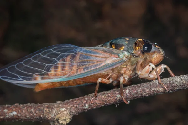 Natur Natur Makroaufnahme Von Zikaden Auf Tiefen Dschungel — Stockfoto