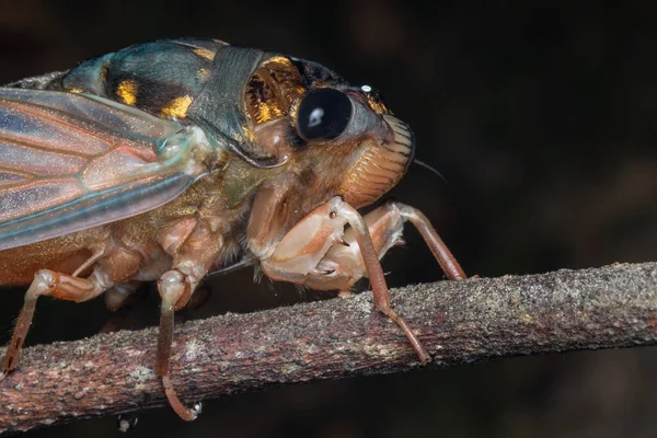 Natuur Wilde Dieren Macro Beeld Van Cicada Diepe Jungle — Stockfoto