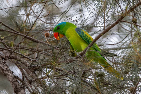 stock image Blue-naped parrot perched on the tree branch.