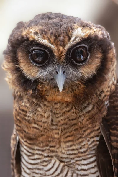 Nature Wildlife Image Brown Wood Owl Bird — Stock Photo, Image