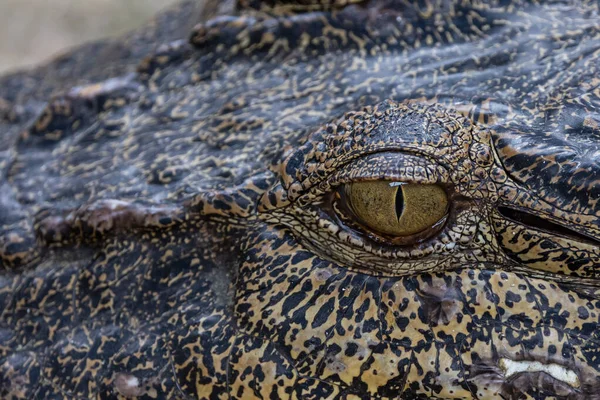 stock image Close-up of alligator's eye. Close-up of a live alligator's eye.