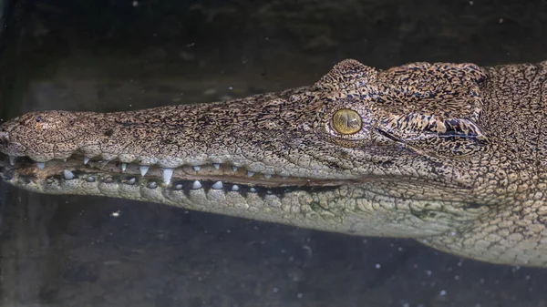 stock image Close-up of alligator's on a big pond