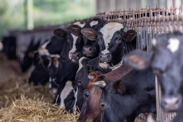 Cows on Farm , cows on a milk farm , The Cows