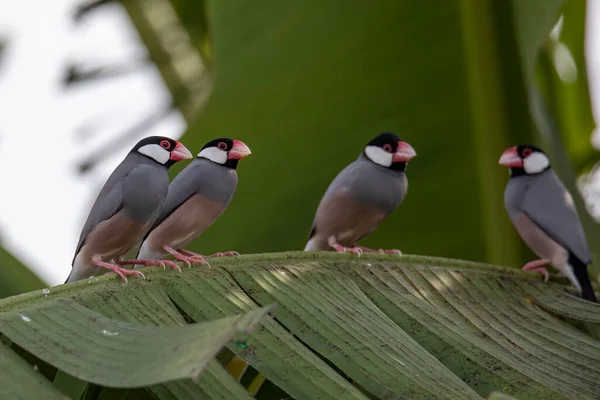 stock image Group of beautiful bird Java sparrow (Lonchura oryzivora)