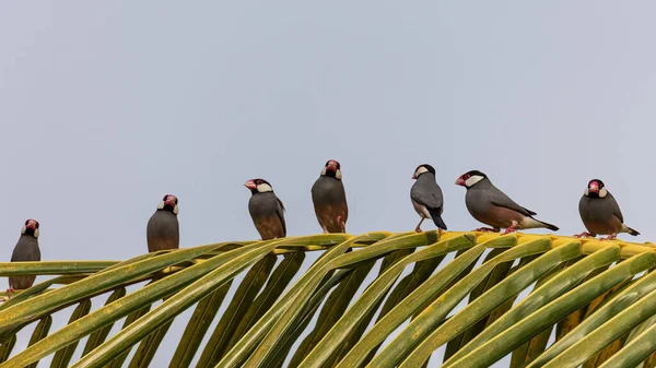 Group Beautiful Bird Java Sparrow Lonchura Oryzivora — Stock Photo, Image