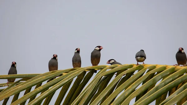 Grupo Pássaro Bonito Java Pardal Lonchura Oryzivora — Fotografia de Stock
