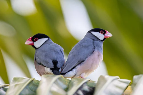 stock image A pair of beautiful bird Java sparrow (Lonchura oryzivora)