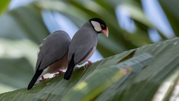Ein Paar Schöner Vogel Java Sperling Lonchura Oryzivora — Stockfoto