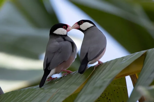 Pair Beautiful Bird Java Sparrow Lonchura Oryzivora — Stock Photo, Image