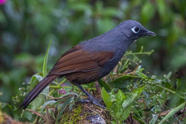 Sunda laughingthrush (Garrulax palliatus) is a species of birds at tropical moist montane forests.