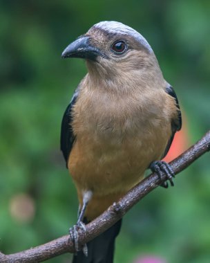 beautiful huge bird of Bornean Treepie (Dendrocitta Cinerascen) known also endemic to Borneo Island