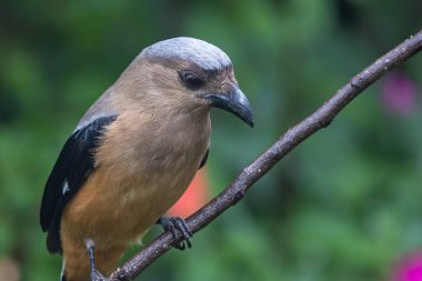beautiful huge bird of Bornean Treepie (Dendrocitta Cinerascen) known also endemic to Borneo Island