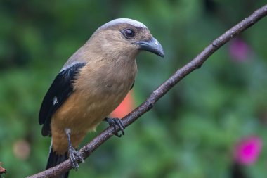 beautiful huge bird of Bornean Treepie (Dendrocitta Cinerascen) known also endemic to Borneo Island