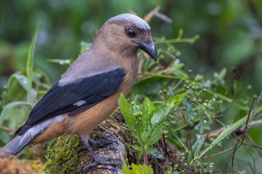 beautiful huge bird of Bornean Treepie (Dendrocitta Cinerascen) known also endemic to Borneo Island