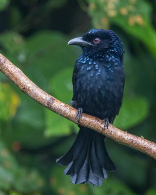 Bronze Drongo bird (Dicrurus aeneus) perching on tree branch