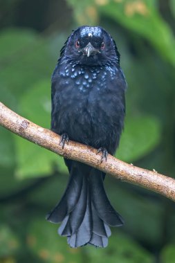 Bronze Drongo bird (Dicrurus aeneus) perching on tree branch