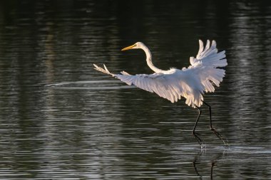 Nature wildlife image of cattle egret on flying