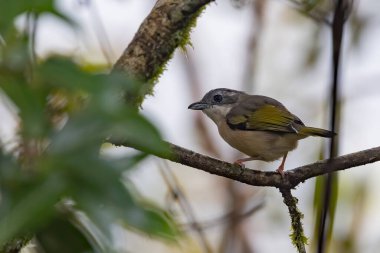 Nature wildlife bird known as Blyth's Shrike-Babbler (Pteruthius Aeralatus)
