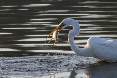 Great egret with catching a fish at wetland Sabah, Malaysia clipart