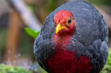 Crimson-headed partridge on deep jungle rainforest, It is endemic to the island of Borneo