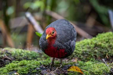 Crimson-headed partridge on deep jungle rainforest, It is endemic to the island of Borneo