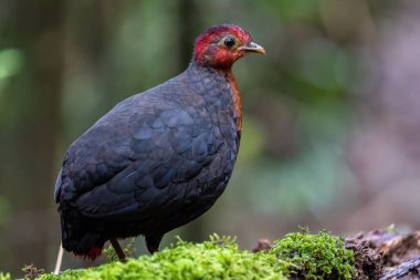 Crimson-headed partridge on deep jungle rainforest, It is endemic to the island of Borneo