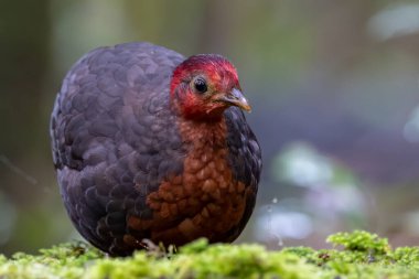 Crimson-headed partridge on deep jungle rainforest, It is endemic to the island of Borneo