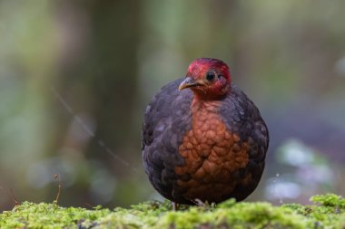 Crimson-headed partridge on deep jungle rainforest, It is endemic to the island of Borneo