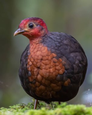 Crimson-headed partridge on deep jungle rainforest, It is endemic to the island of Borneo