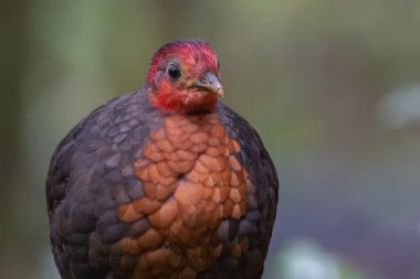 Crimson-headed partridge on deep jungle rainforest, It is endemic to the island of Borneo