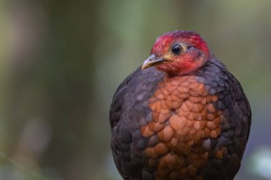 Crimson-headed partridge on deep jungle rainforest, It is endemic to the island of Borneo