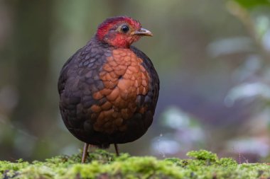 Crimson-headed partridge on deep jungle rainforest, It is endemic to the island of Borneo