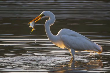 Great egret with catching a fish at wetland Sabah, Malaysia
