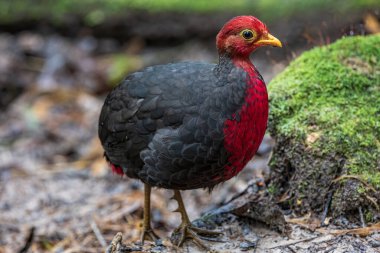 Crimson-headed partridge on deep jungle rainforest, It is endemic to the island of Borneo