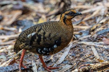 Red-breasted partridge also known as the Bornean hill-partridge It is endemic to hill and montane forest in Borneo
