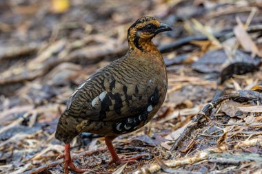 Red-breasted partridge also known as the Bornean hill-partridge It is endemic to hill and montane forest in Borneo