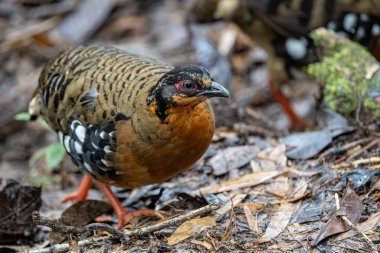 Red-breasted partridge also known as the Bornean hill-partridge It is endemic to hill and montane forest in Borneo
