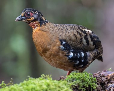 Red-breasted partridge also known as the Bornean hill-partridge It is endemic to hill and montane forest in Borneo