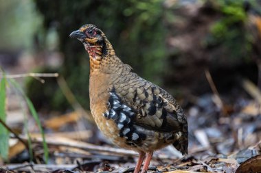 Red-breasted partridge also known as the Bornean hill-partridge It is endemic to hill and montane forest in Borneo