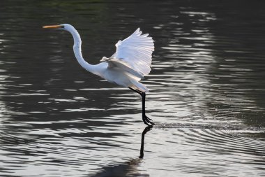 Nature wildlife image of cattle egret on flying