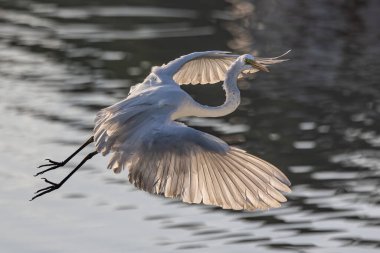 Nature wildlife image of cattle egret on flying