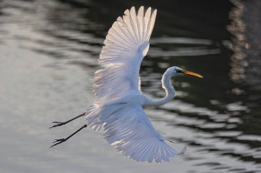 Nature wildlife image of cattle egret on flying