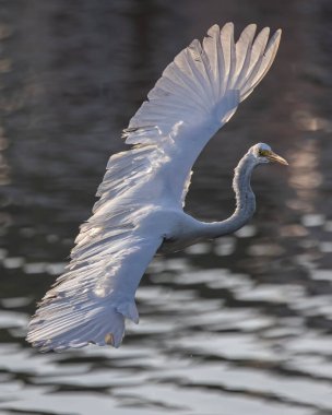 Nature wildlife image of cattle egret on flying