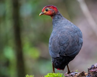 Crimson-headed partridge on deep jungle rainforest, It is endemic to the island of Borneo