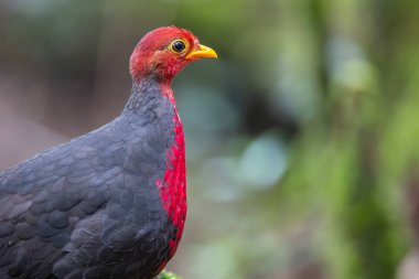 Crimson-headed partridge on deep jungle rainforest, It is endemic to the island of Borneo