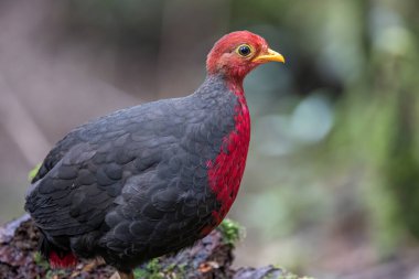 Crimson-headed partridge on deep jungle rainforest, It is endemic to the island of Borneo