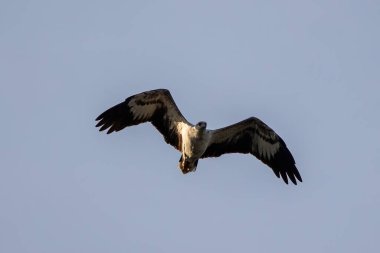 A raptor White-bellied Sea Eagle flying