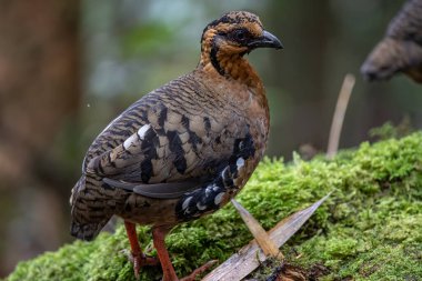 Red-breasted partridge also known as the Bornean hill-partridge It is endemic to hill and montane forest in Borneo