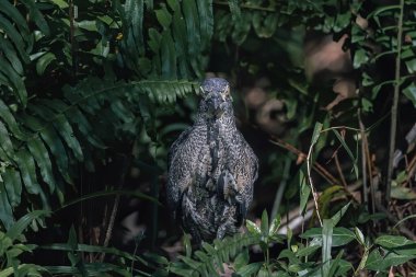 Nature wildlife of Malayan night heron bird shot at Sabah, Malaysia